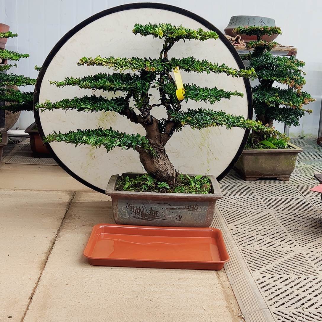 不开花植物罗汉松