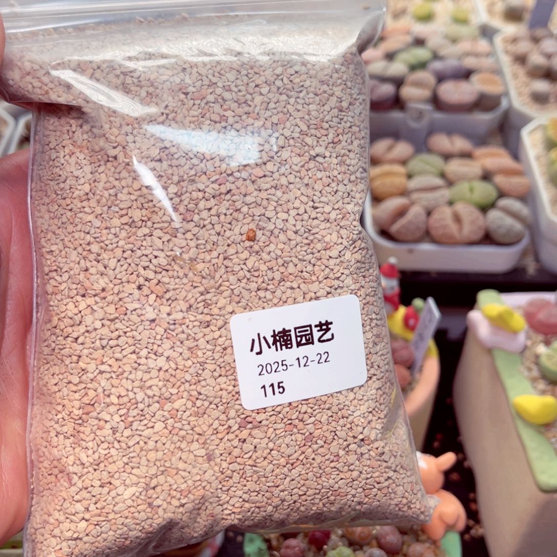 115号带盆包邮发货