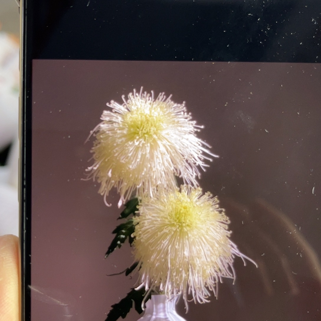 全部花苞稀有大菊（天花众雨）1枝