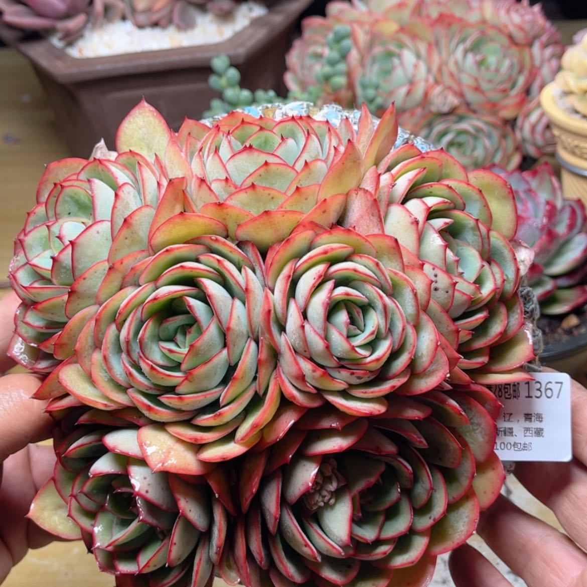 【闪购商品】1367牡丹亭多肉