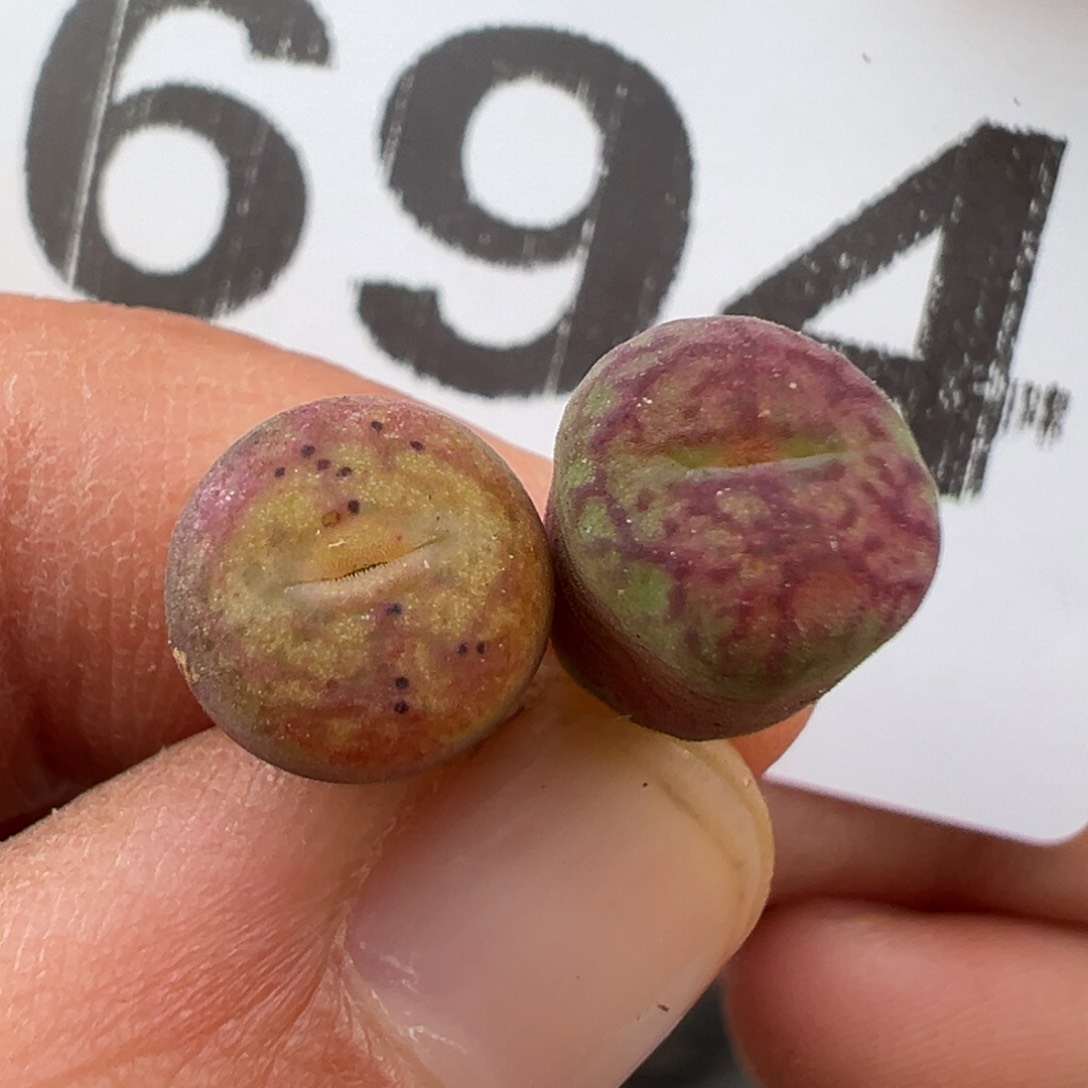 2.23好看的多肉694