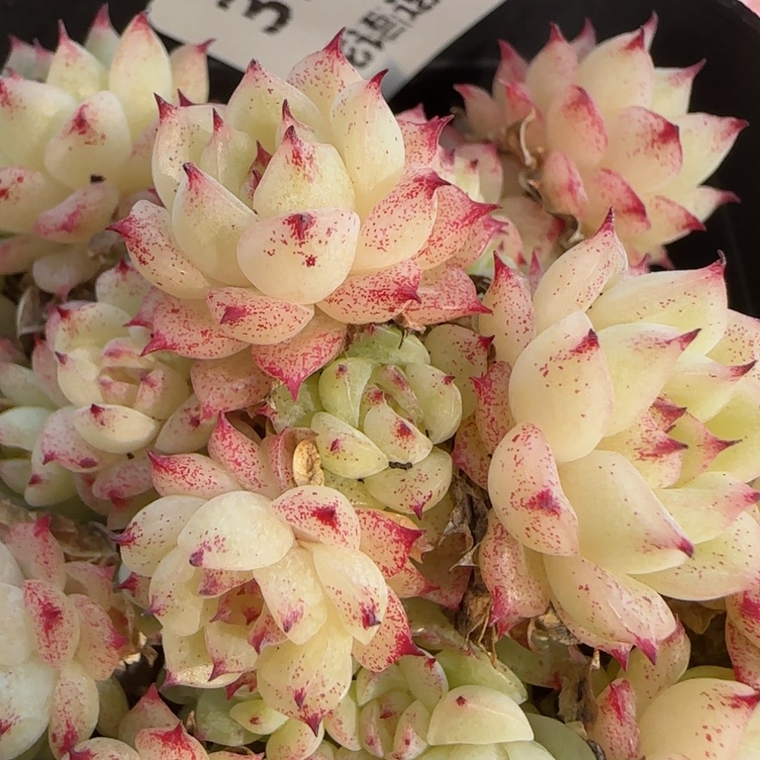 焦**铁花语逸境0124-33散