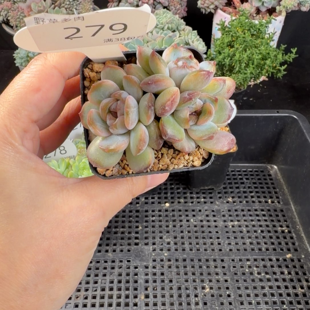 红恋四头群279号一颗