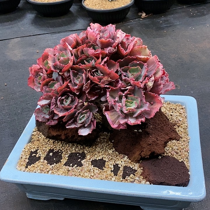 精品多肉植物一物一拍