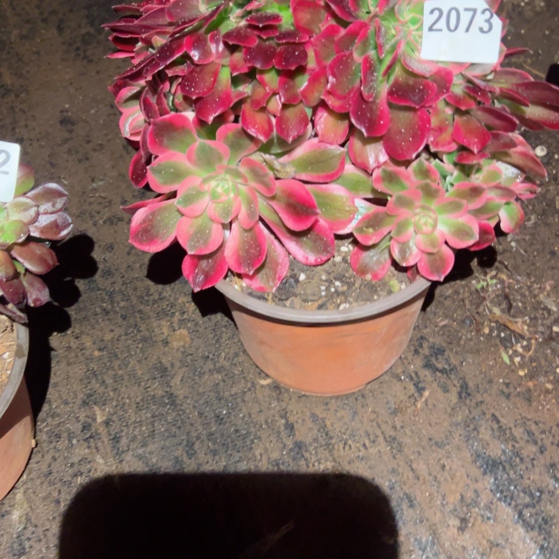 2073 号多肉植物法师新年福利