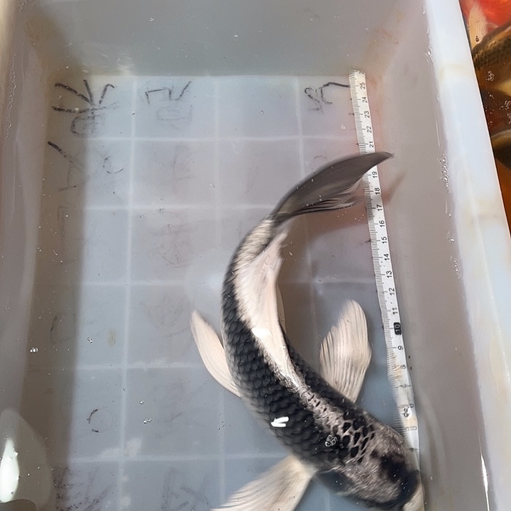 蝴蝶鲤鱼渔场直发89