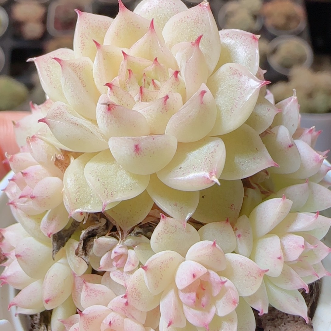 花语多肉1225-126散