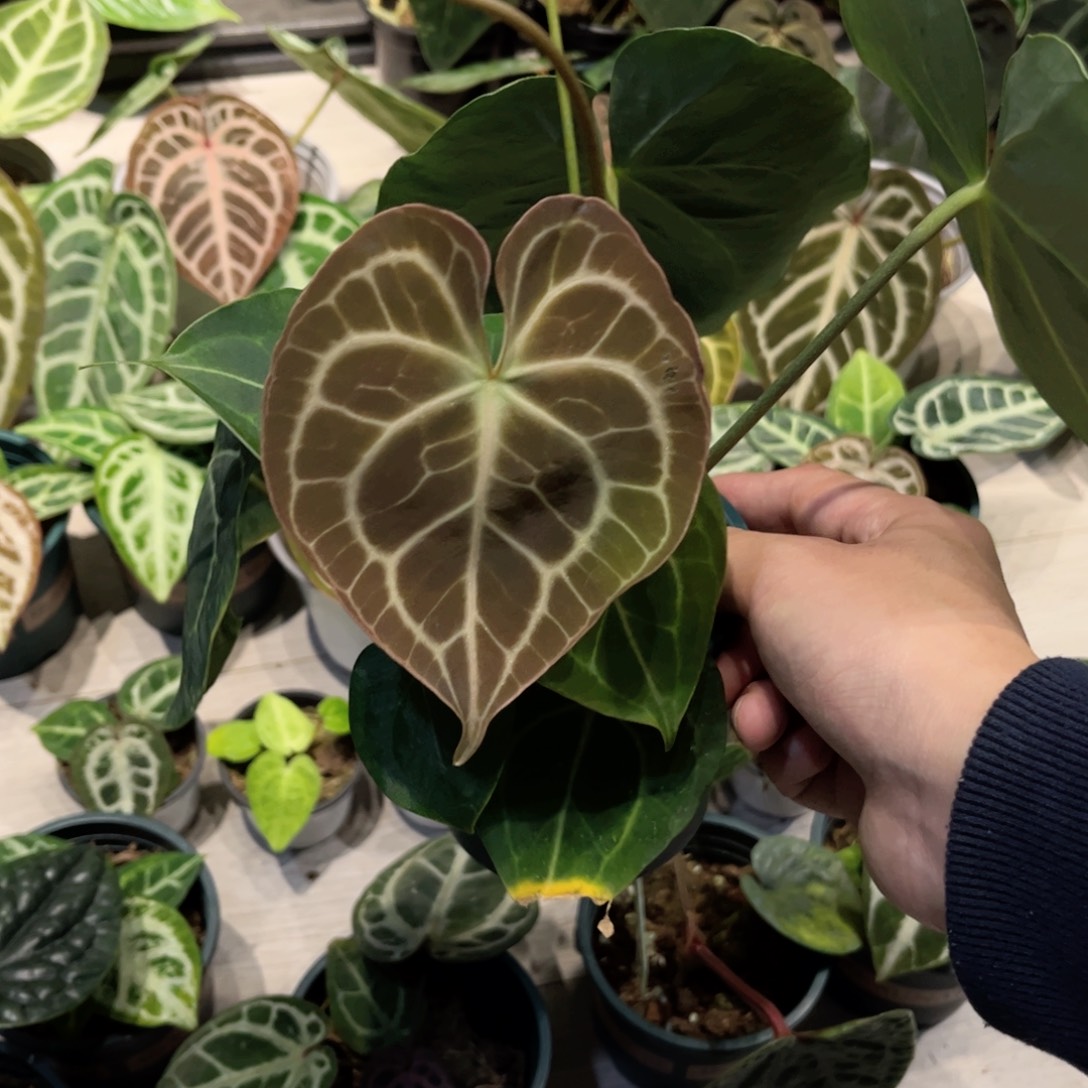 爆***️完全开放克莱恩花烛