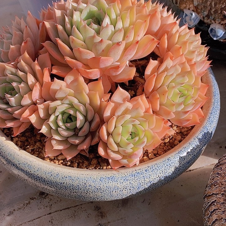 红陶r****i多肉植物保护研究所