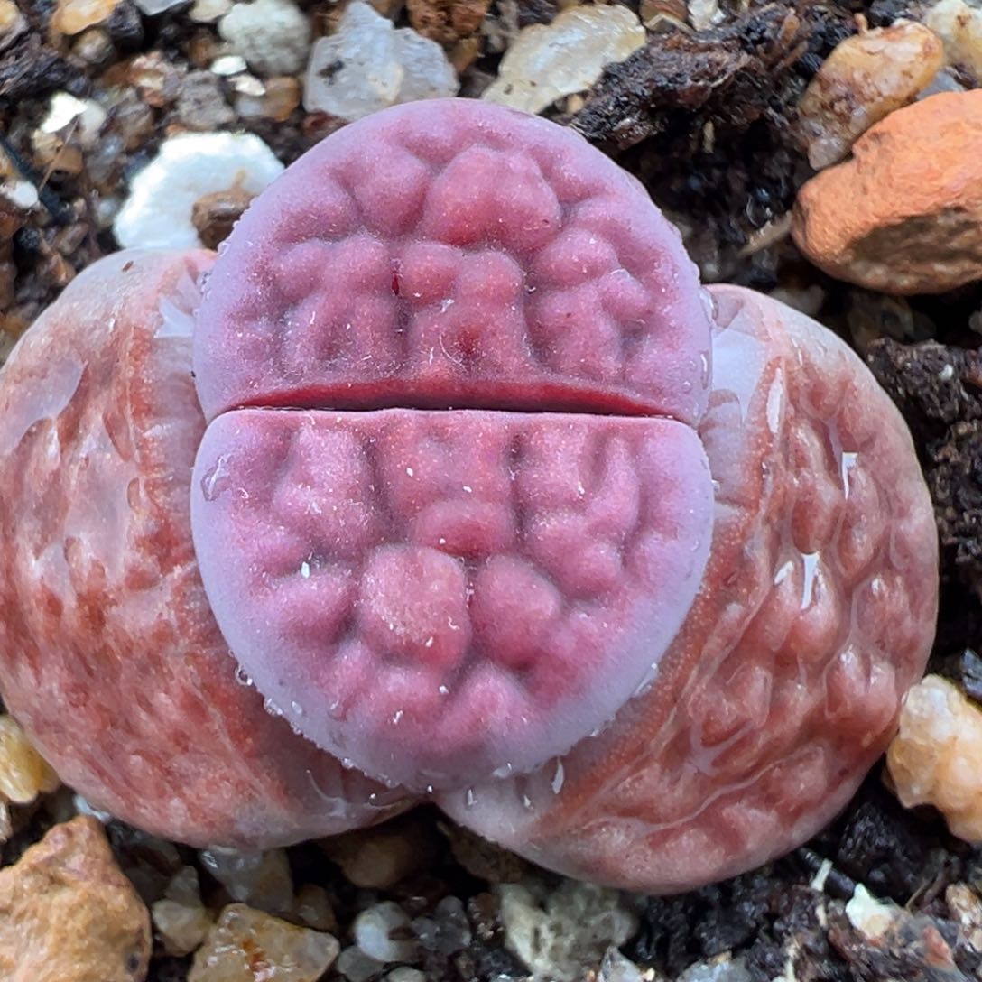 2.9好看的多肉221