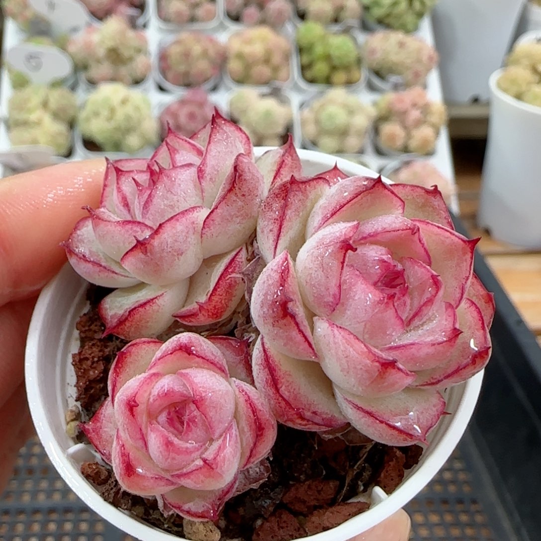 【闪购商品】0116-6福利女王