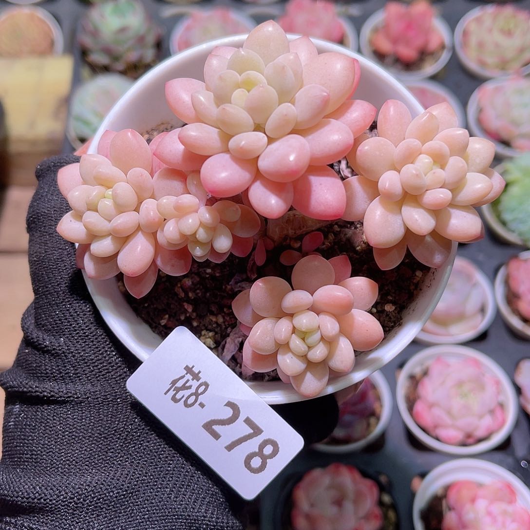 花08-278洛可可群