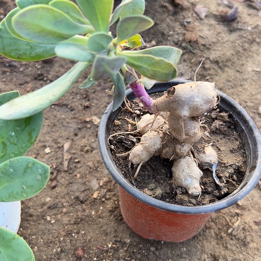 紫角龙杜呃呃呃呃呃呃呃呃呃呃呃呃呃