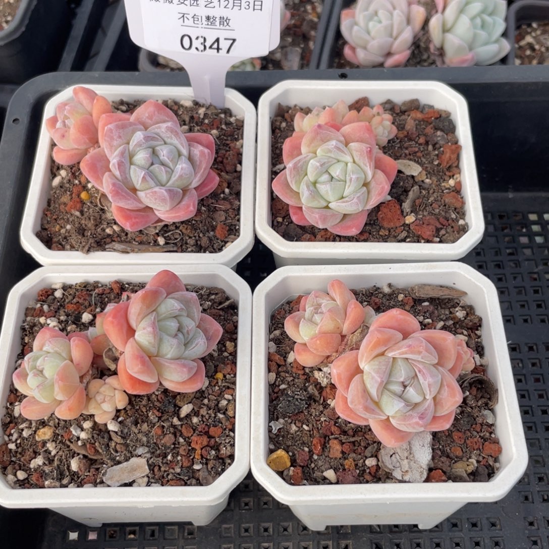 不包整散 盆子不售后0347