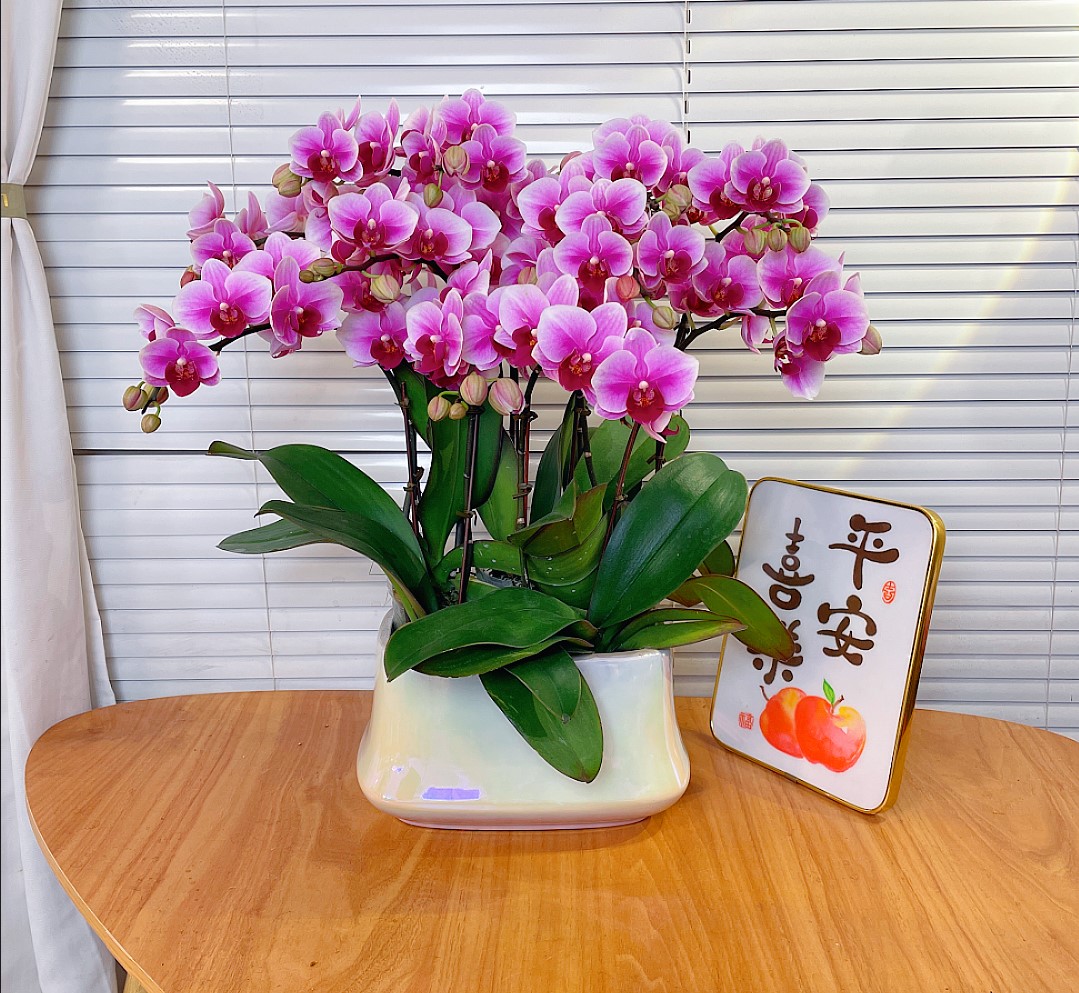 【粉公主-蝴蝶兰】高端鲜花 花期长 桌面款 送礼 家居摆件 