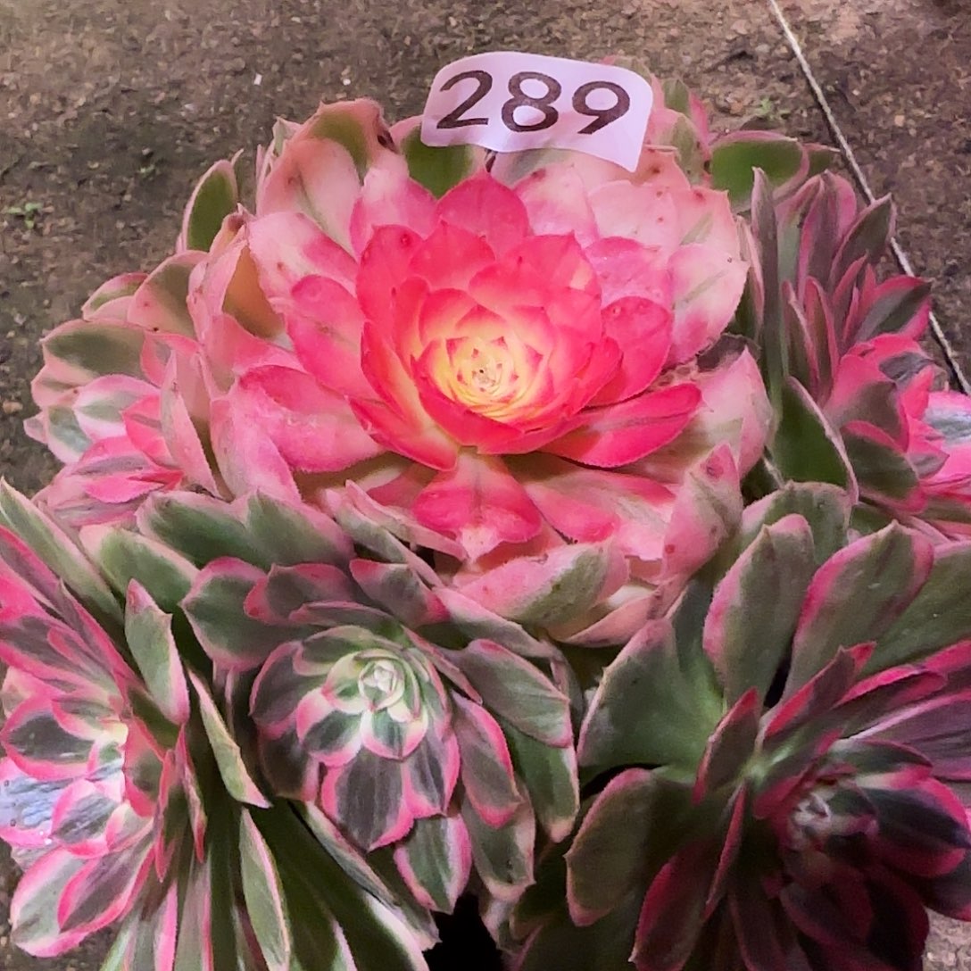 多肉植物法师水蜜桃289