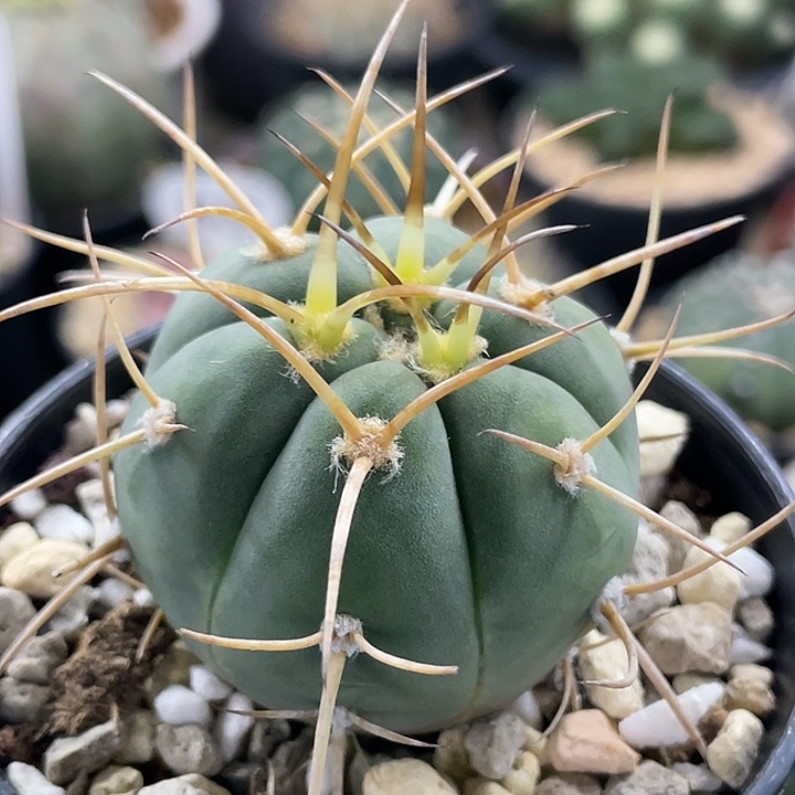 光淋玉实生仙人球 