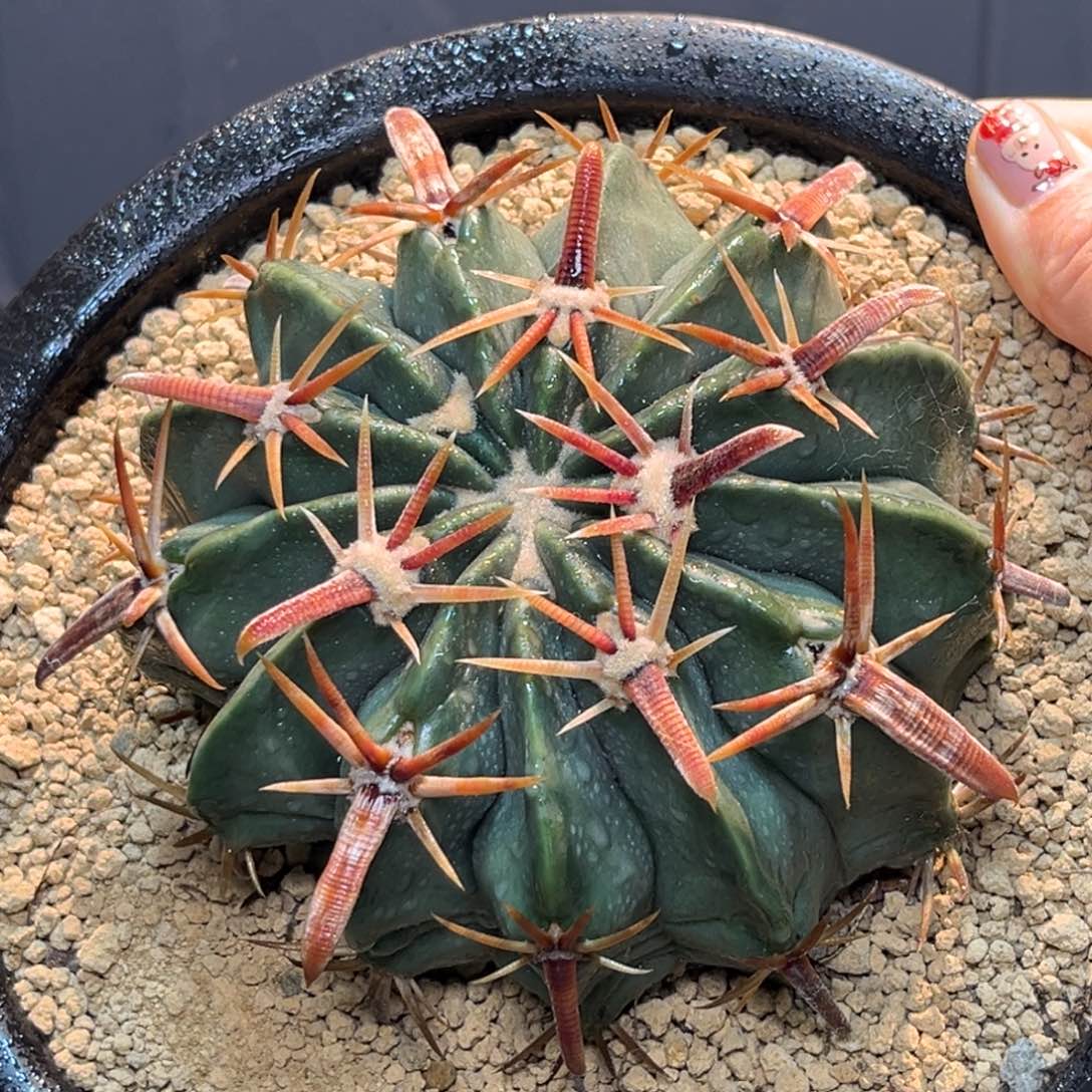 凌玻Zzzzzzzzzzzzzz