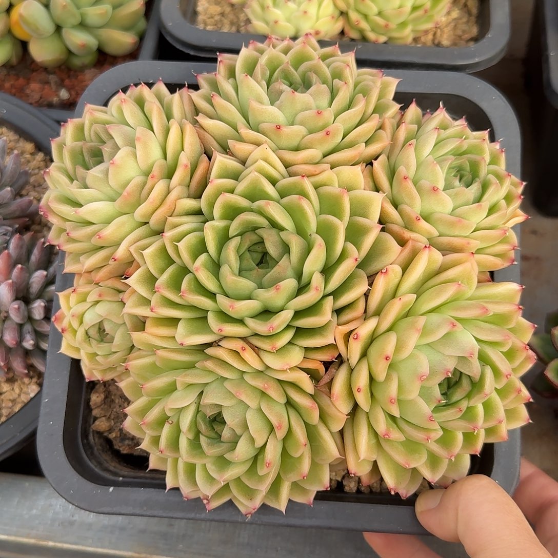麦秆整无砍老桩群生