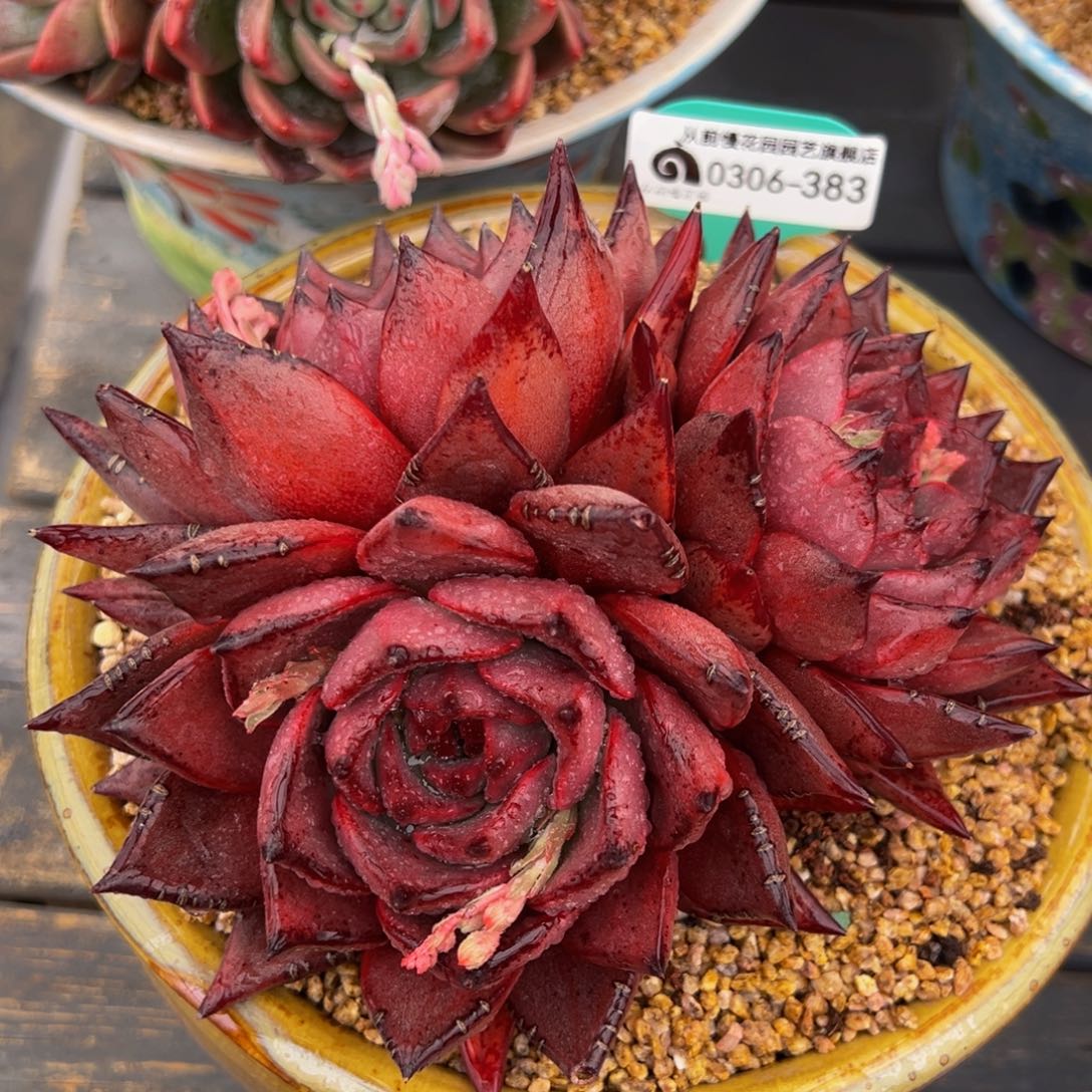 从前慢多肉精选编号0306.383