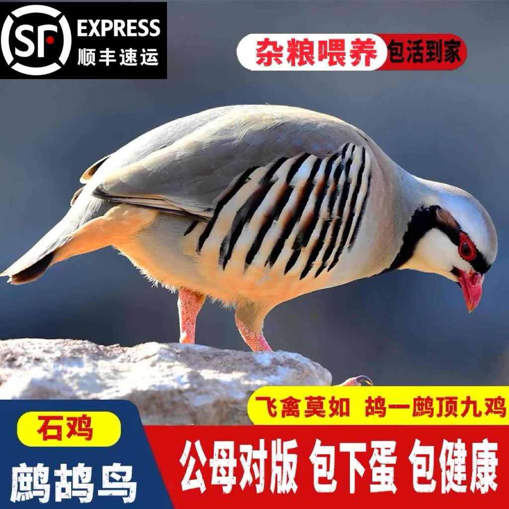 咕咕鸡呱呱鸡宠物鸟鸟顺丰包邮