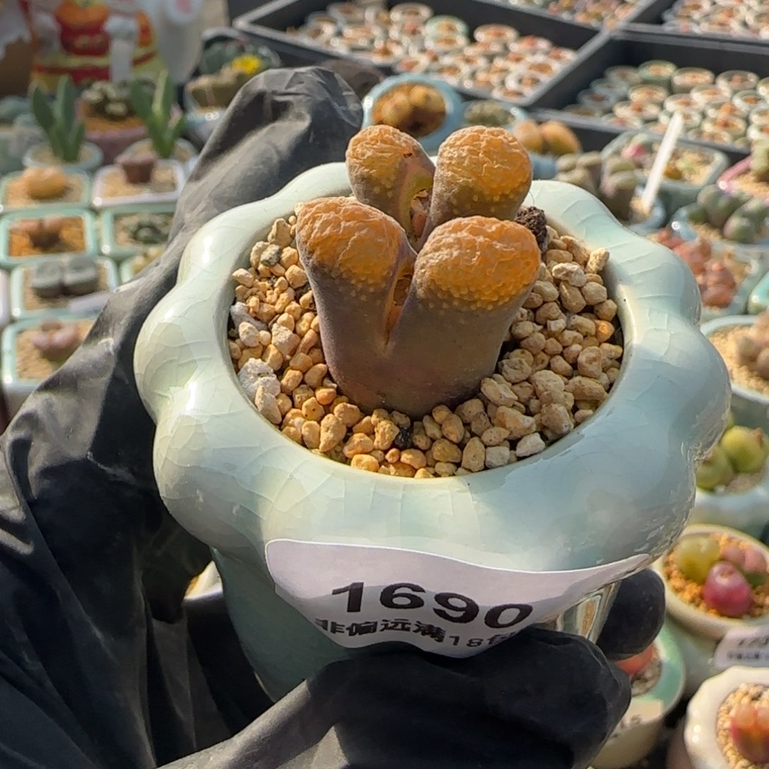 马***马1690--一物一拍 不带盆