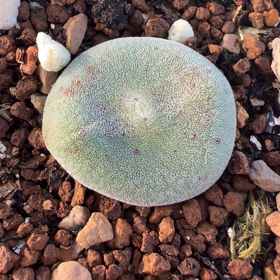 087多肉植物种类多样