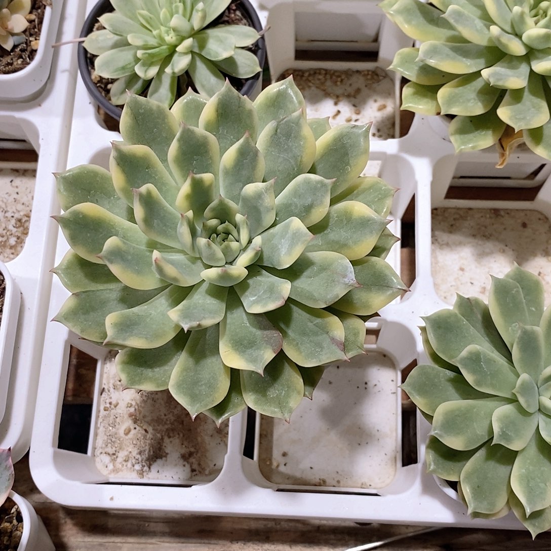 艾丽卡锦多肉植物老桩
