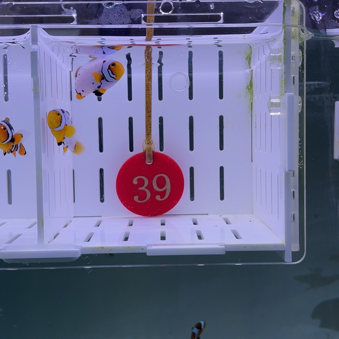 海水鱼血印小丑鱼