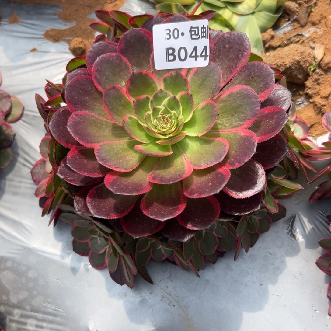 044粉花妖，多肉法师