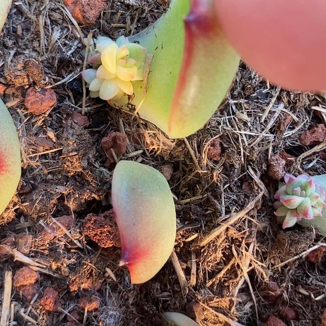 45月亮石叶插锦多肉植物