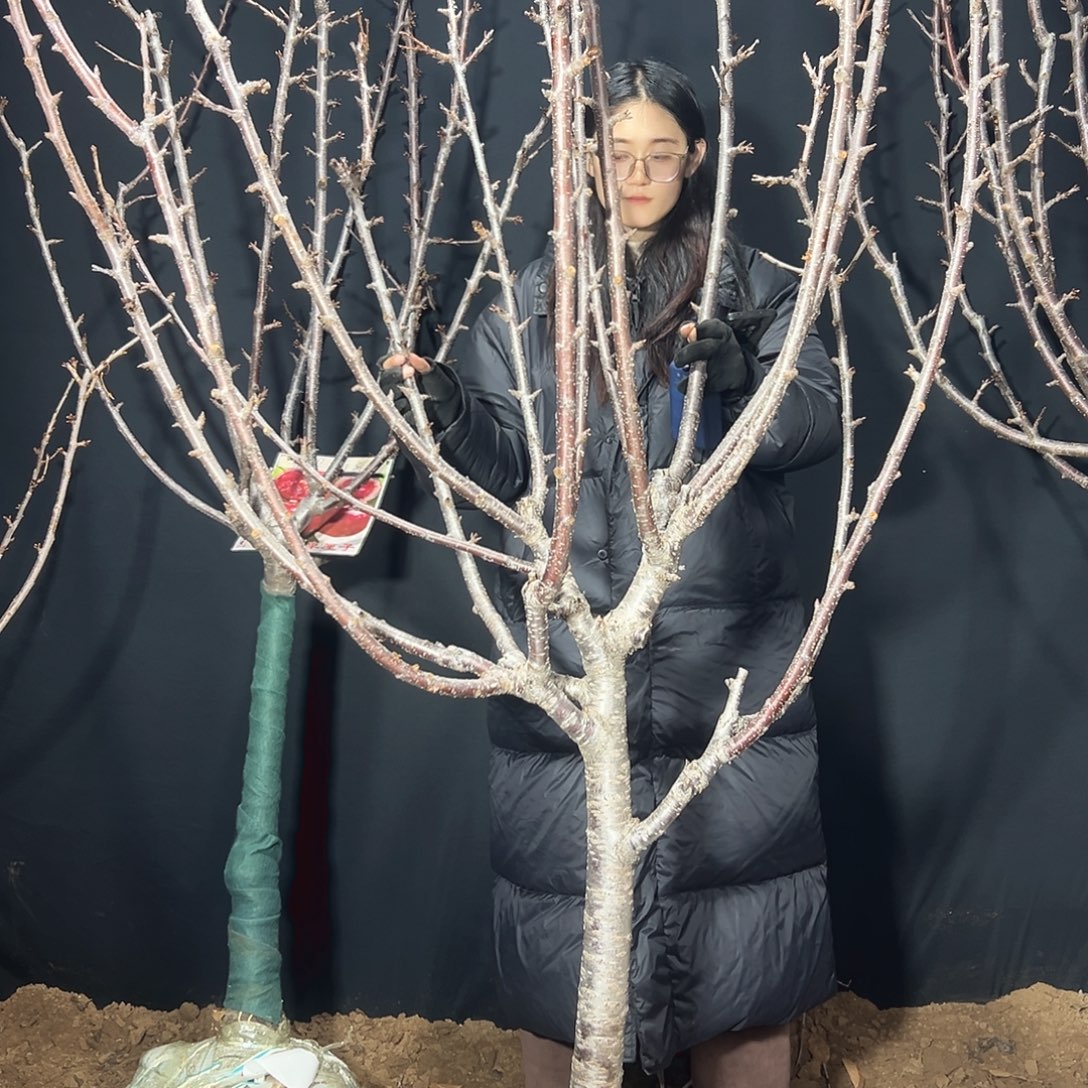 我***次车厘子一树一拍直播间