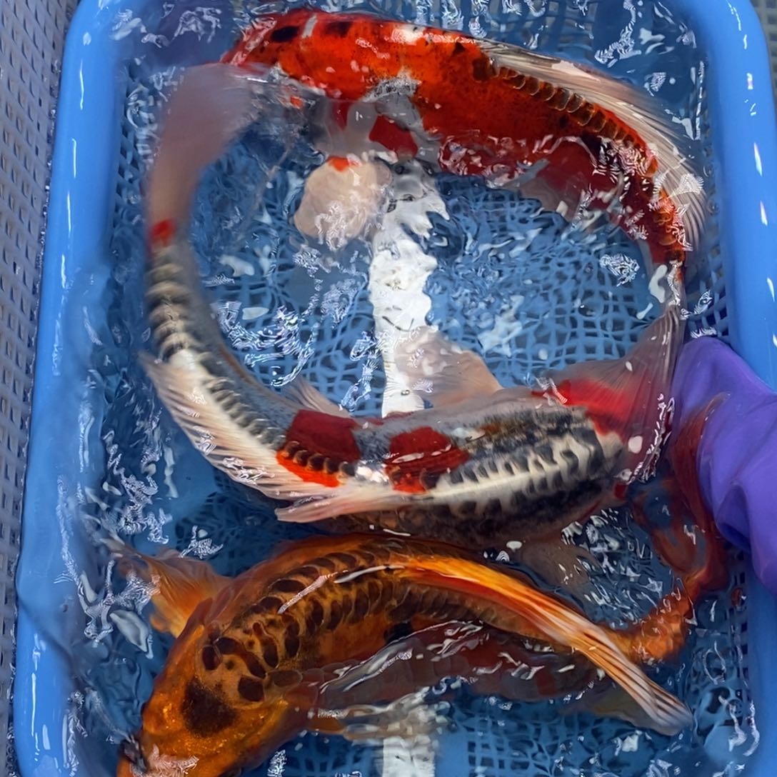 锦鲤冷水锦鲤包邮