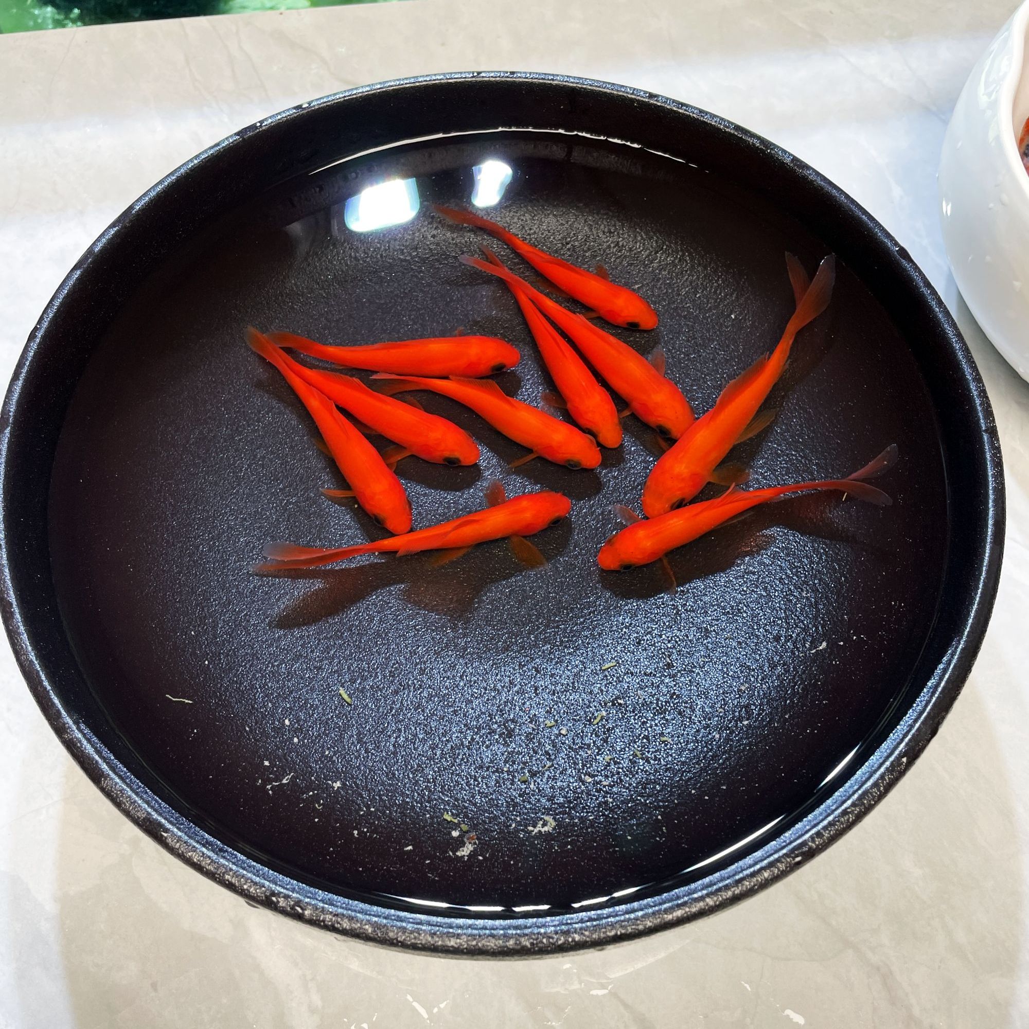 冷水红鹦鹉鱼 易活 观赏鱼 金鱼 锦鲫 放生鱼 鱼 锦鲤混养 好养 