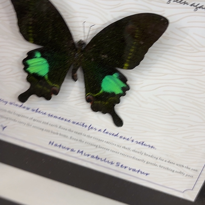 胡***茬蝴蝶标本定制869@