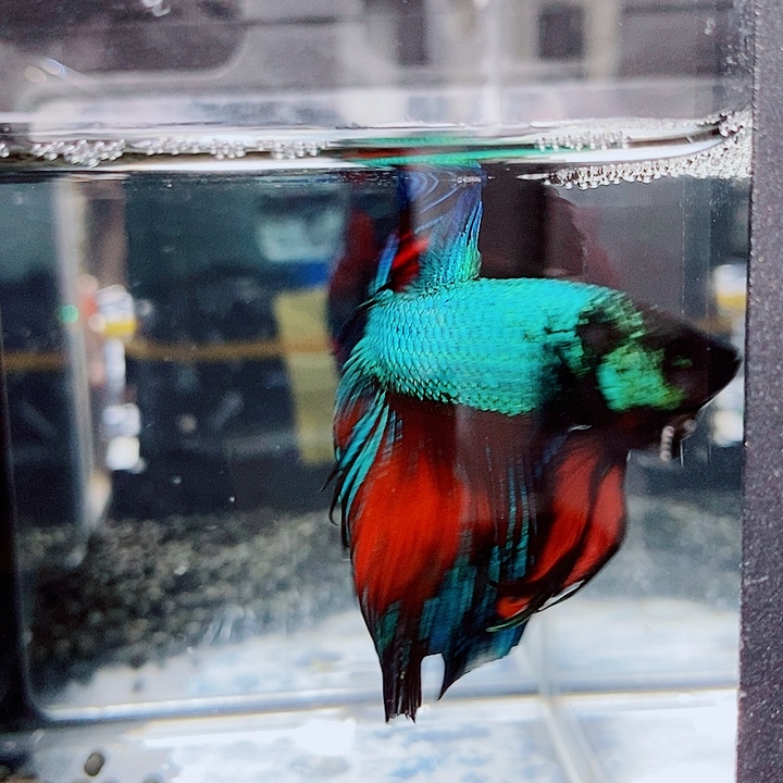 斗鱼黑128号巨斗半月