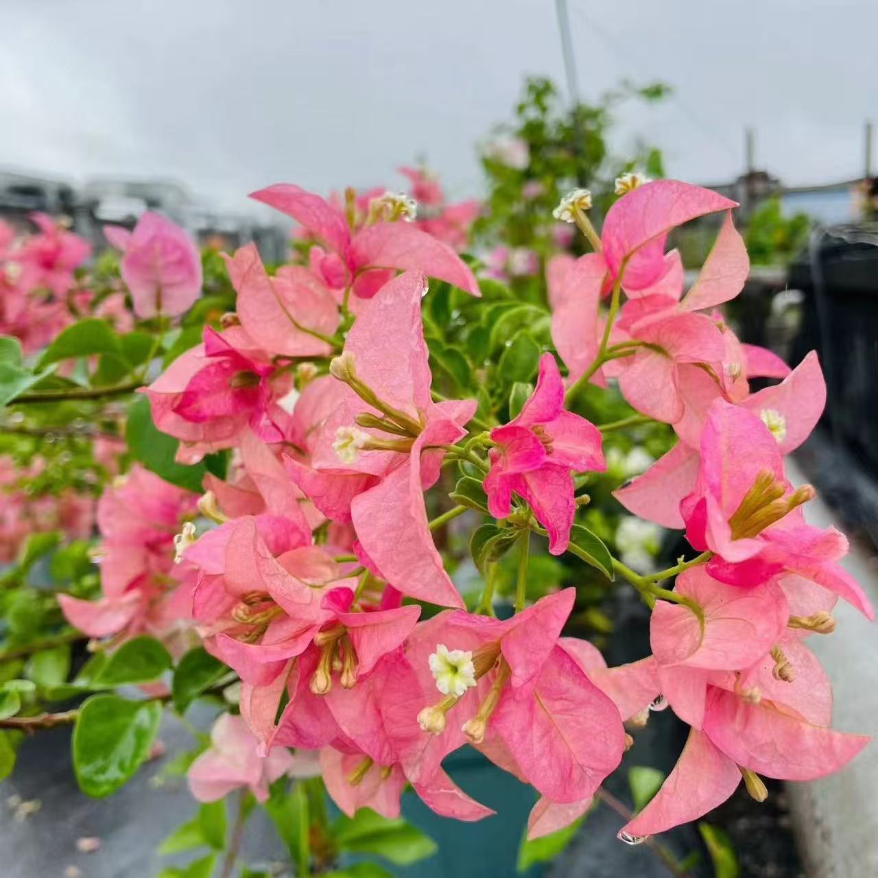 A【卡亚塔】三角梅带花盆栽四季开花阳台花卉好养易活