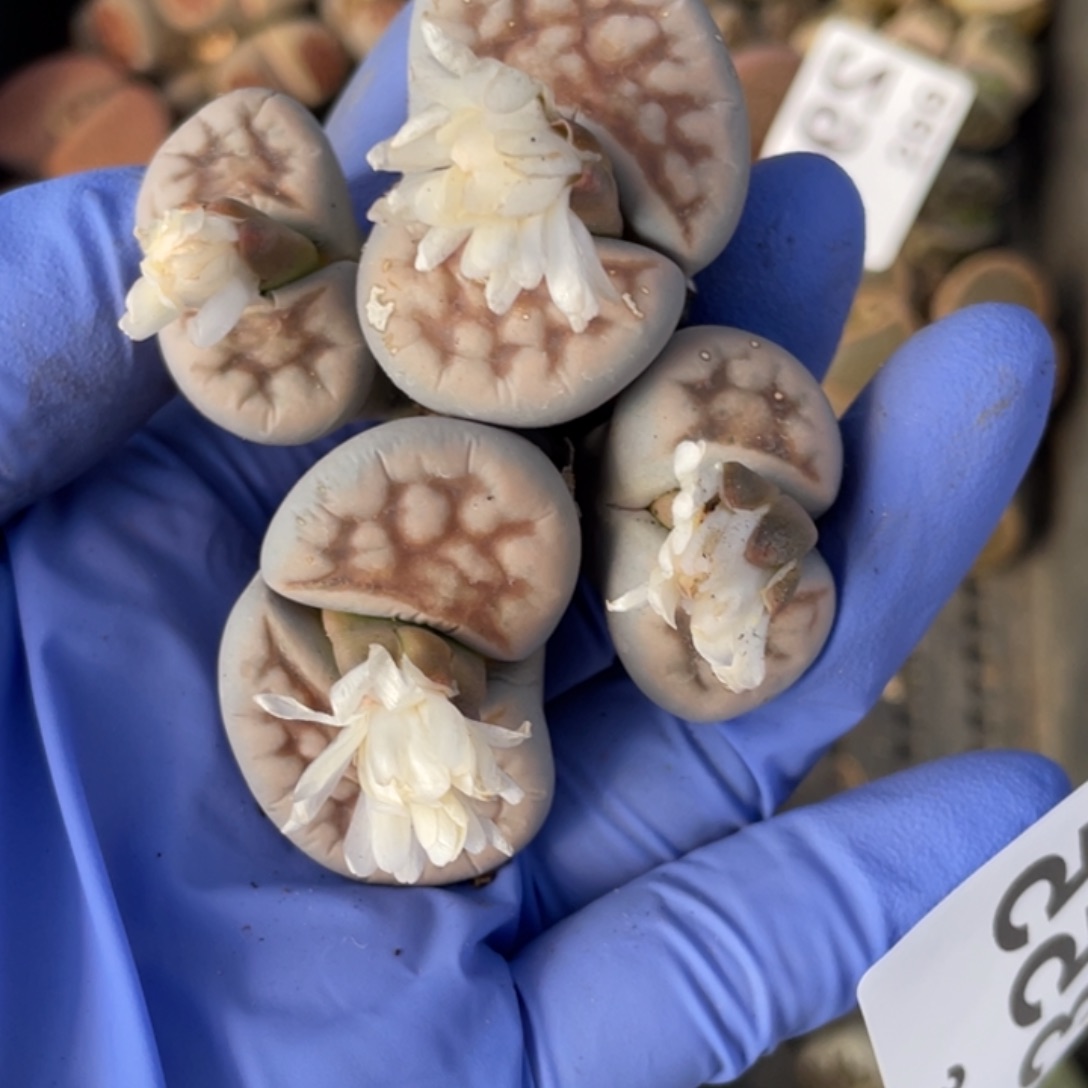 满20包邮非偏远355