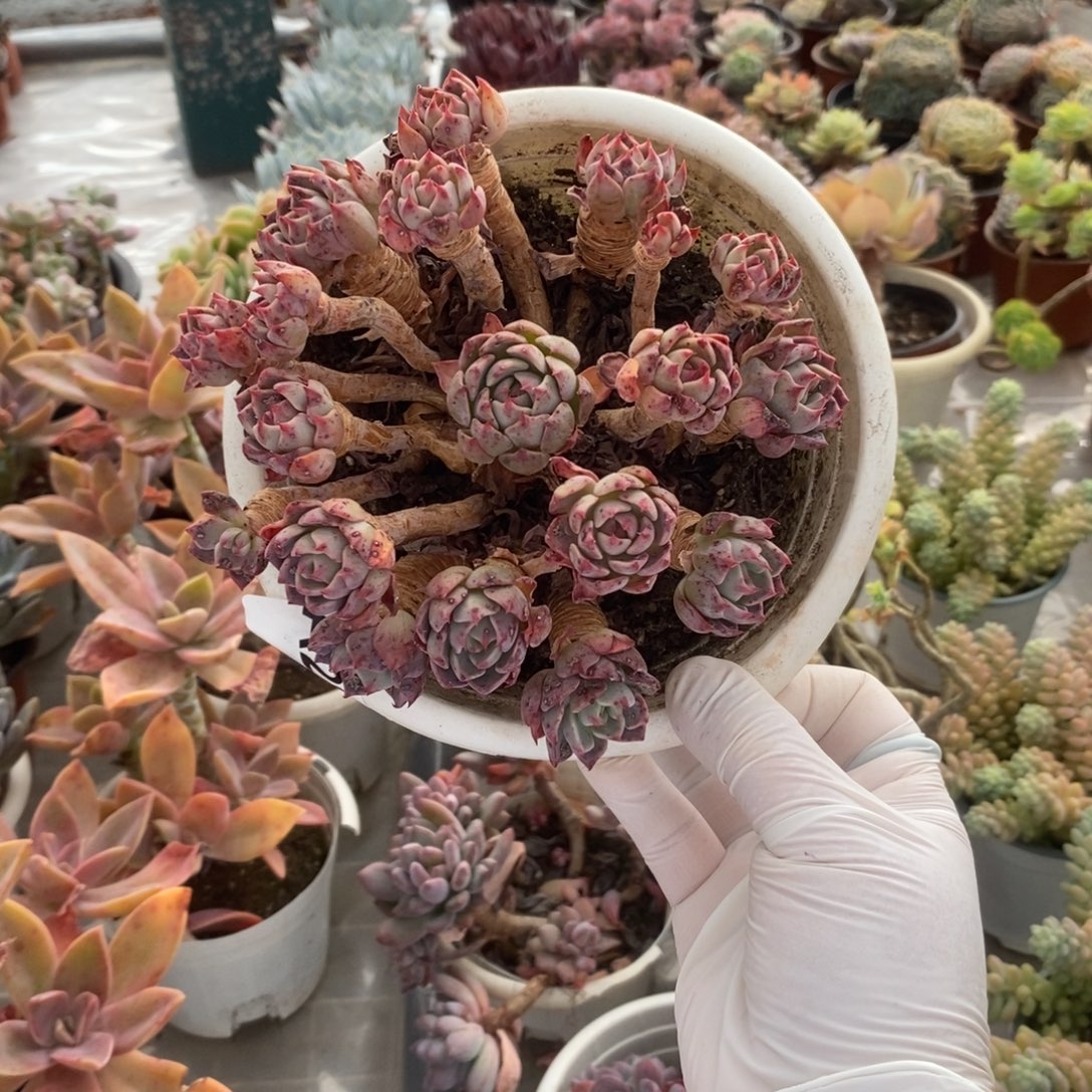 283娜娜小勾一物一拍