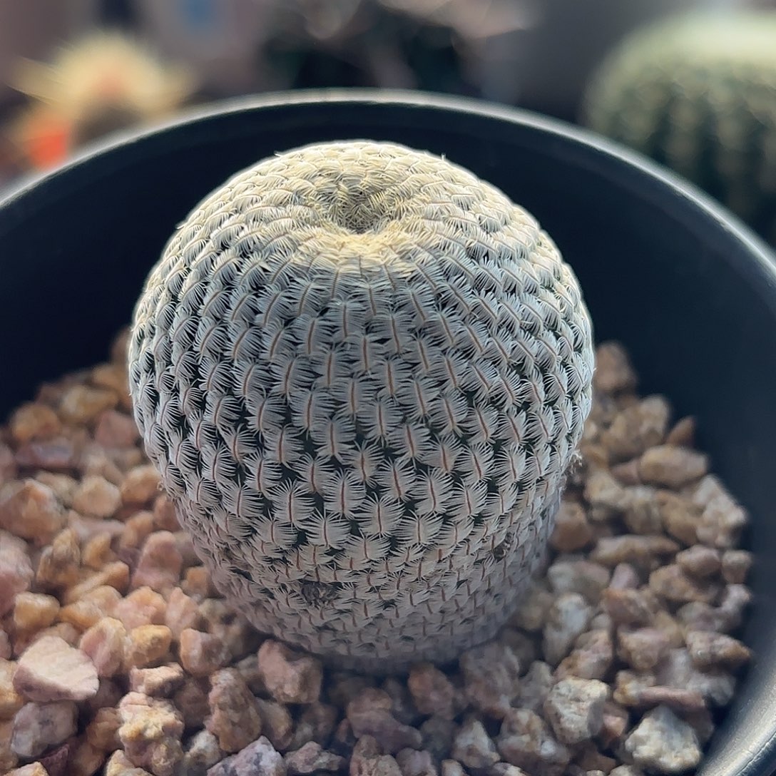 廖***生仙人球实生白斜子