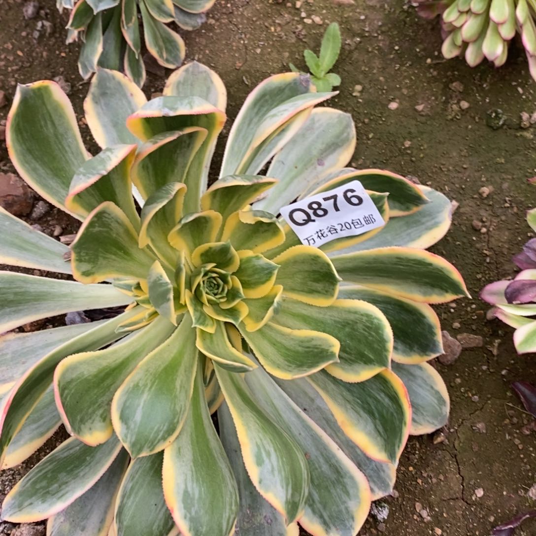 876灿烂多肉植物
