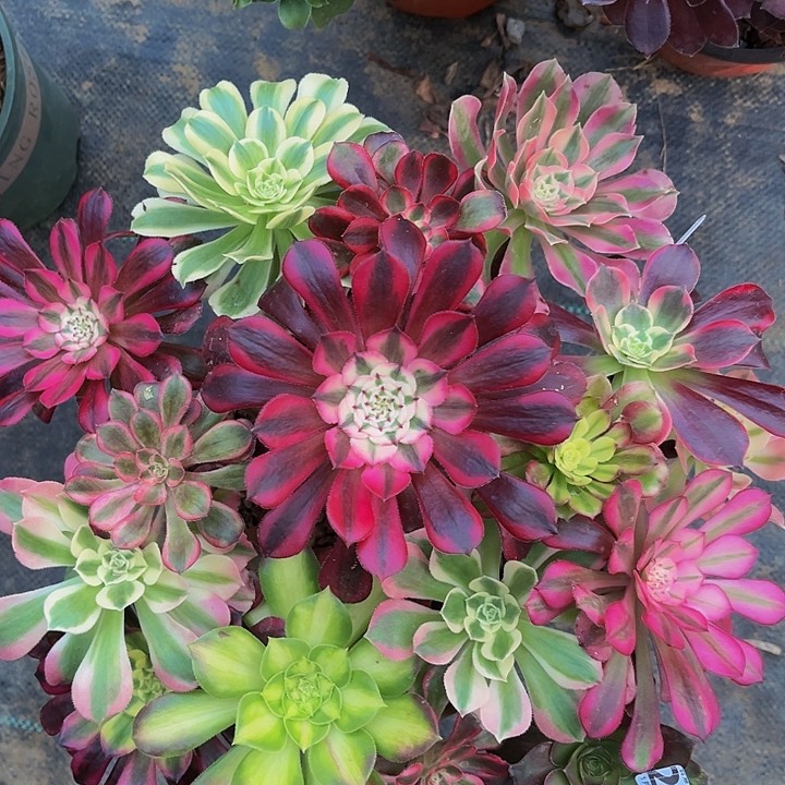 嫁接法师一物一图27