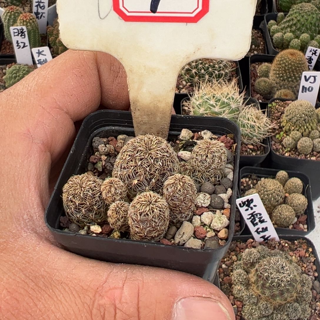 7往事多肉园仙人球开花