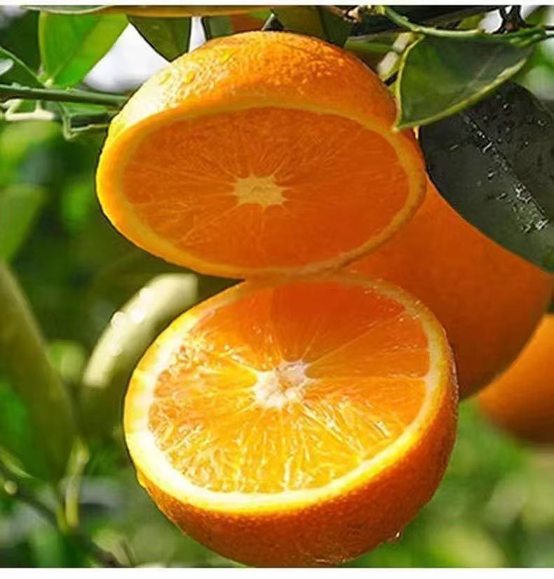 正宗石门纽荷尔脐橙鲜甜多汁新鲜现摘现发自家果园不打蜡不催熟