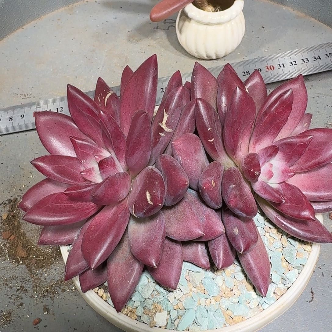 乄***心赫菲斯托一颗炸炸
