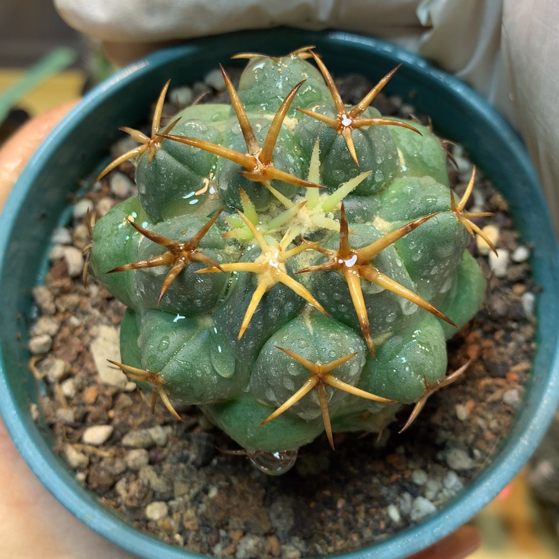      20号 实生老桩大尤安宅象牙6公分