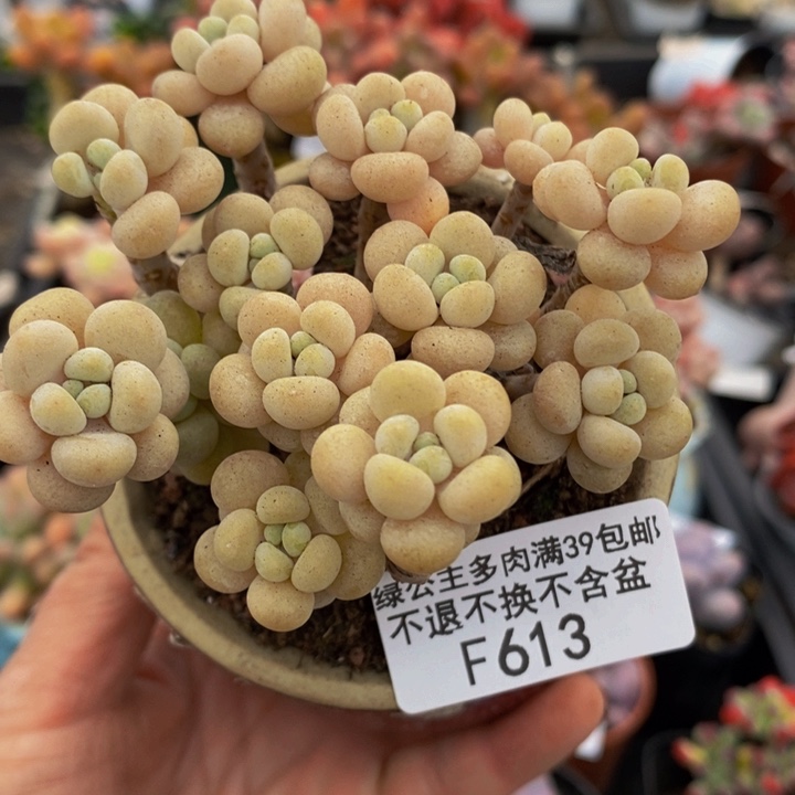 圆叶花朵鱼子酱8cm613多肉植物