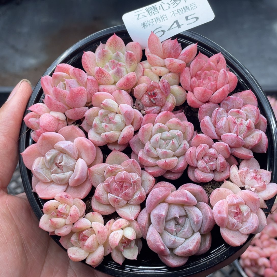 云糖心多肉植物545