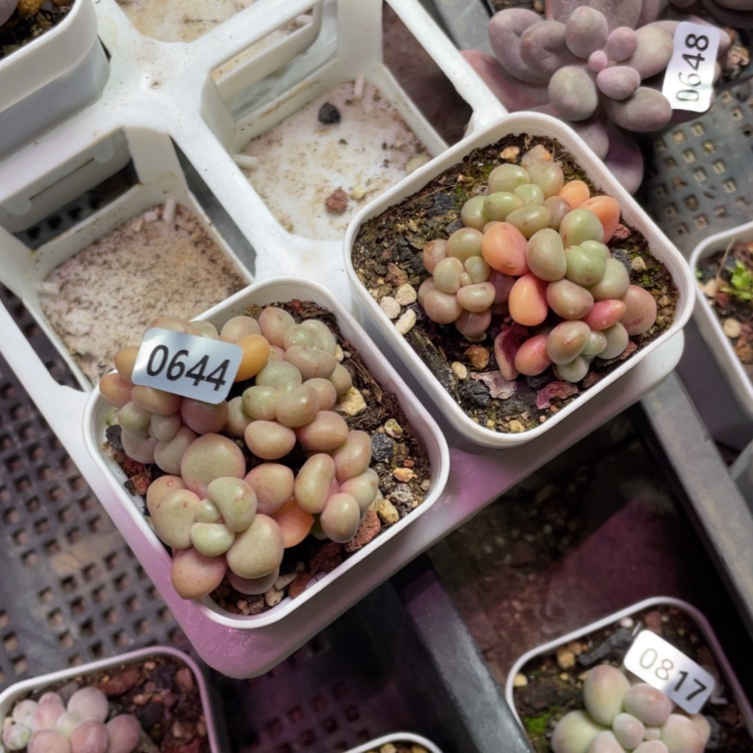 先锋派美人多肉植物