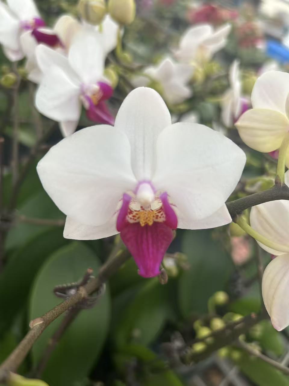 农掌柜   蝴蝶兰（小红唇）带花带花苞